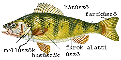 úszója a korábban kialakult mellsı (elülsı lábak) és hátulsó (hátsó lábak) végtag elcsökevényesedésével alakult ki.