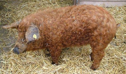 Mi is az a Mangalica?