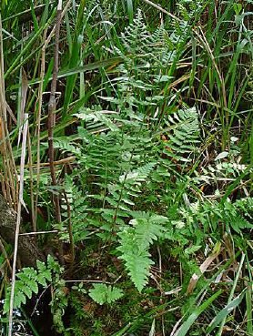 Kromoszóma-mutáció Ivarsejt: Vegetatív sejt: haploid (n) diploid (2n) Kromoszómamutáció: poliploidia (4n, 8n stb.