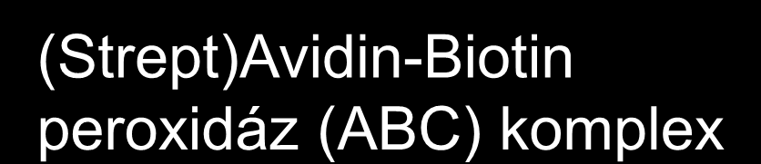 ABC módszer - Hsu és mtsai, 1981 (Strept)Avidin-Biotin peroxidáz (ABC) komplex Biotin (H vitamin)