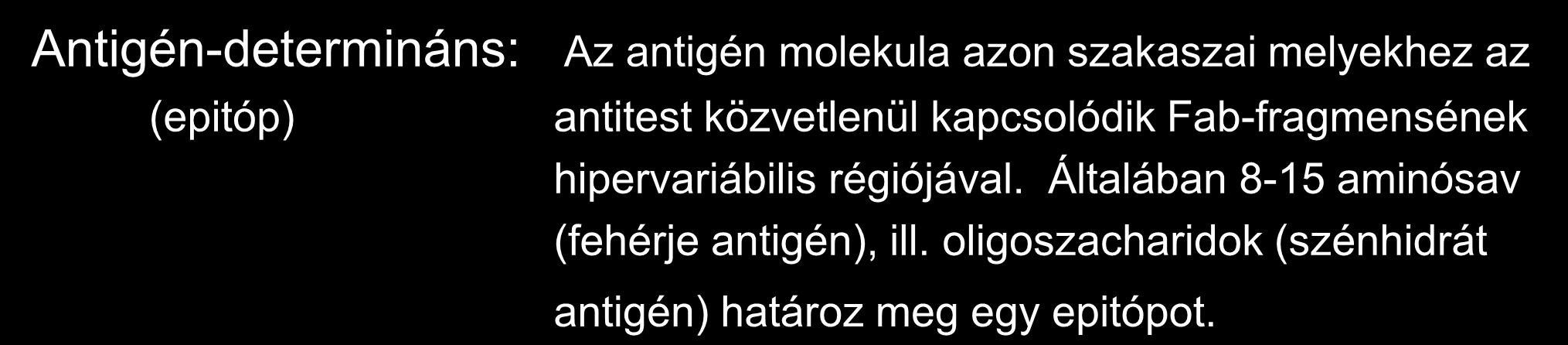 Immunglobulinok mint reagensek Antigén-determináns: (epitóp) Az antigén molekula azon szakaszai melyekhez az antitest közvetlenül kapcsolódik Fab-fragmensének hipervariábilis régiójával.