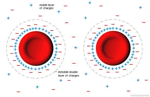 Agglutinációt befolyásoló tényezők LISS= low ionic strengh solution Hatása: növeli a sejt felszint (a sejt megduzzad)