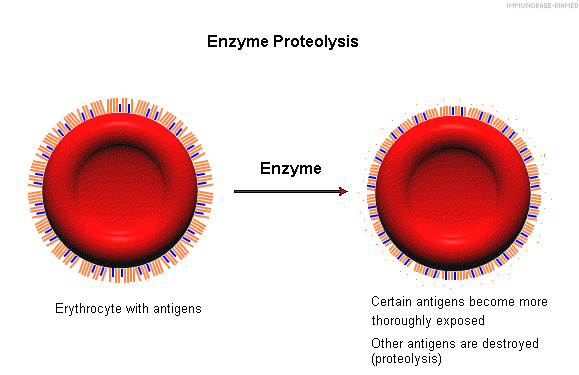 Agglutinációt befolyásoló tényezők Proteolitikus enzimek papain bromelin Hatás: csökkentik a felszin