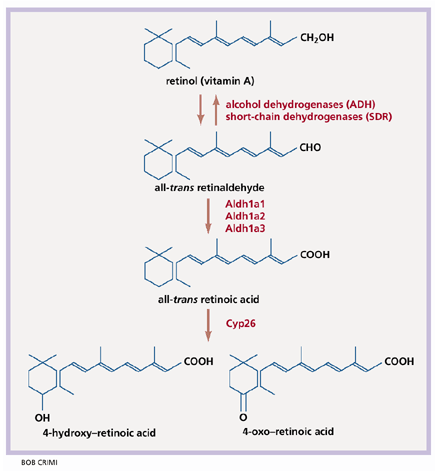 regulációját (Ross, 2003), a másik a CYP26, a citokróm p450 család retinsav által indukálható tagja, ami a retinsavak degradációjáért felelős enzim (Vermot és mtsai, 2000; Kiss és mtsai, 2008). 3.