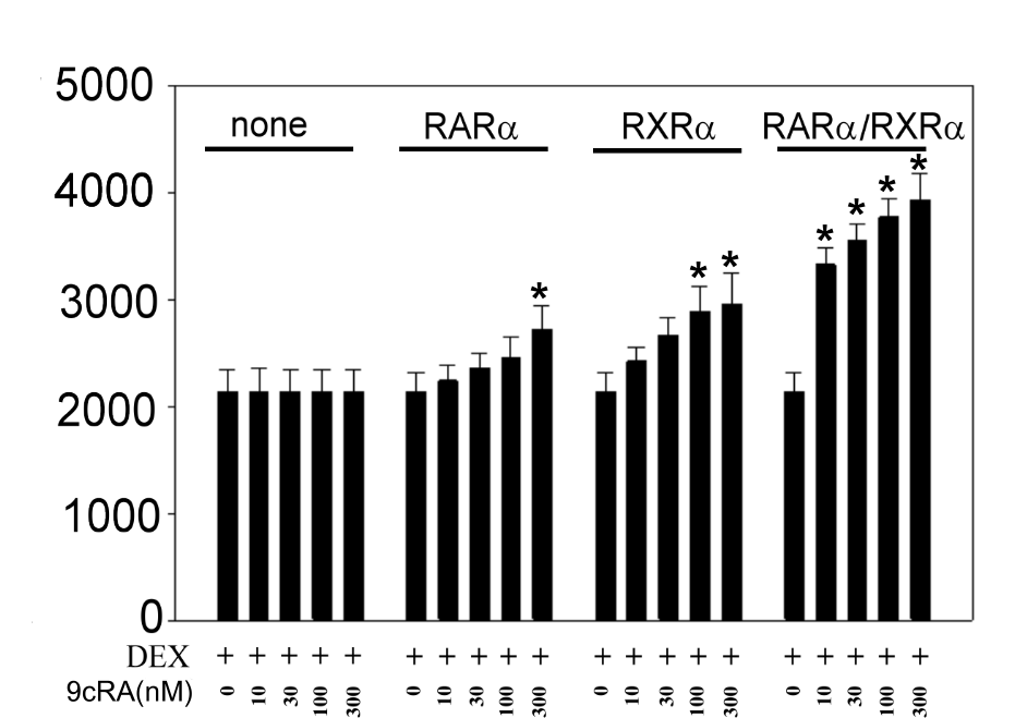 A másik természetes RAR/RXR agonista, a 9cRA szignifikánsan emelte a GR indukálta transzkripciót mind RXR mind pedig RAR jelenlétében.