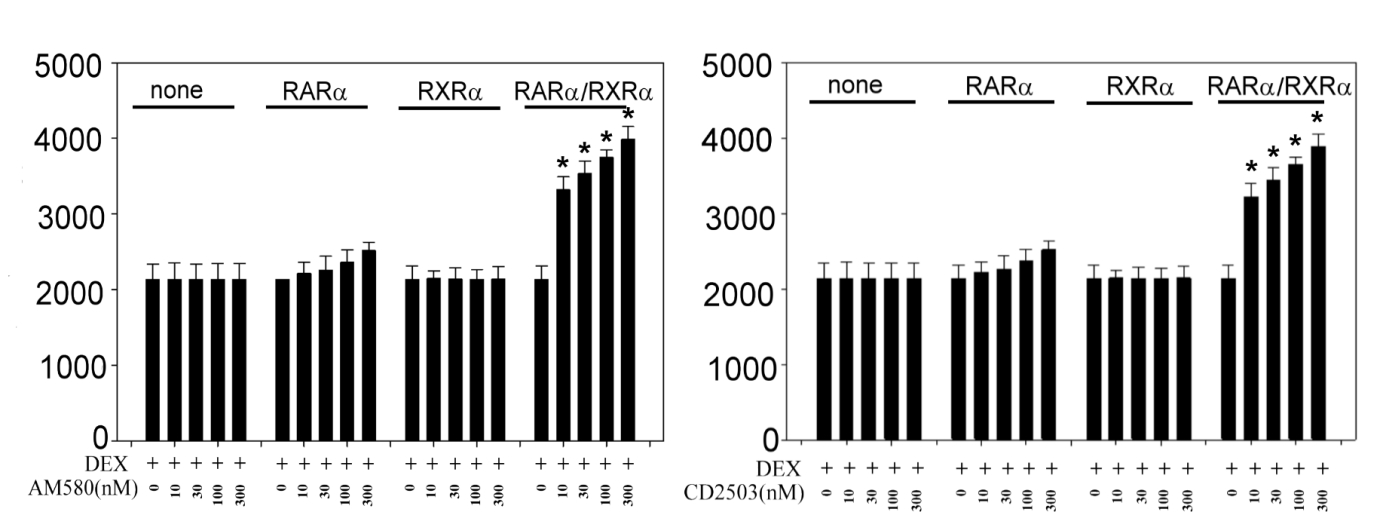 16. ábra: Az RXR receptor agonista LG268 növekvő növekvő koncentrációinak hatása a dexametazonnal kiváltott transzkripcióra RAR, RXR és RAR /RXR receptorok együttes jelenléte esetén.