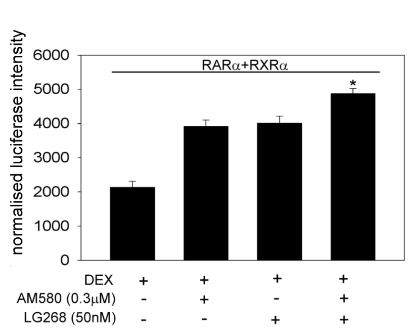 Abban az esetben, ha az RAR /RXR heterodimert expresszáló sejteket együttesen kezeltük AM580-al és LG268-al a dexametazon mellett, az előbbiekhez képest sokkal hatékonyabb transzkripciót detektáltunk