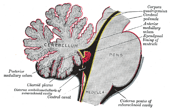 htm http://neuromedia.neurobio.ucla.