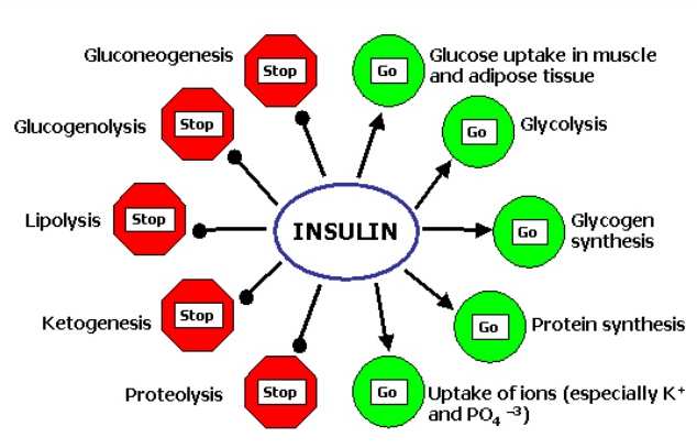 2. ESETTANULMÁNY Inzulin Az inzulin polipeptid hormon, amely a szénhidrátok, fehérjék és zsírok anyagcseréjének szabályozásában vesz részt.