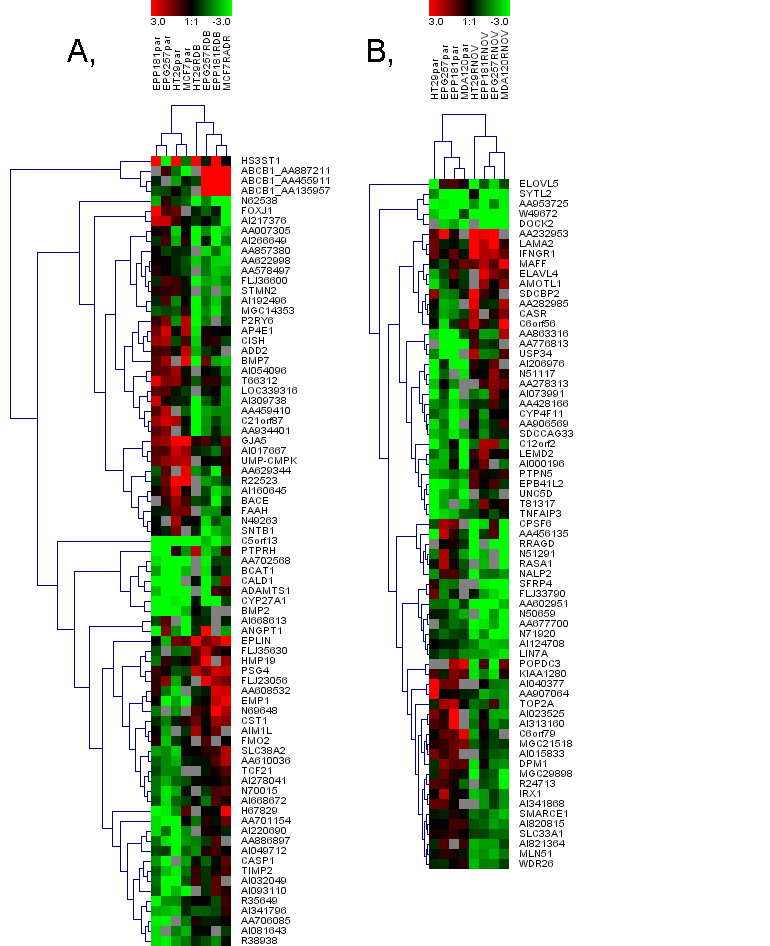 4 % : maximális rezisztencia : maximális szenzitivitás EPG257 DOXORUBICINNÖVEKVŐ DÓZISÁVAL KEZELVE Eredeti sejtvonal Rezisztens sejtvonal FELHASZNÁLT SEJTVONALAK Tumor Cell line Origin mrna