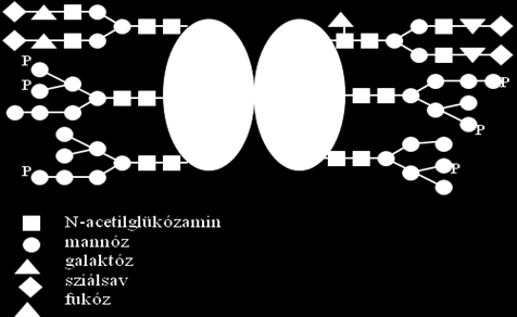 13. Humánterápiás enzimek előállítása A fermentáció első felében glükózon felnövesztik a sejteket (a glükóz represszál, így nincs enzimtermelés), majd a glükóz elfogyását követően etanolt