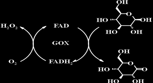 14. fejezet - 14. Diagnosztikában használt enzimek előállítása 1. A glükóz oxidáz (GOX) Az enzim igen specifikus a β-d-glükózra (14.1. ábra), sem az α-d-glükózt, sem más hexózt, sem a xilózt nem oxidálja.