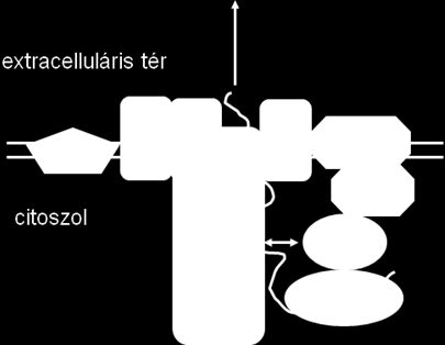 9. fejezet - 9. Heterológ expresszió II. 1. Heterológ expresszió Gram pozitív baktériumokban heterológ szekréció prokariótákban Előnyök: E.