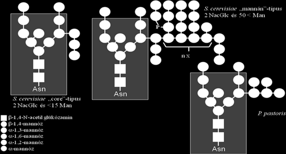 9. Heterológ expresszió II. hasonlóan egyszerű és olcsó dolgozni velük, mint a prokariótákkal 9.4. ábra - 9.4. ábra. A Saccharomyces cerevisiaere és a Pichia pastorisra jellemző N- glikozid oldalláncok.