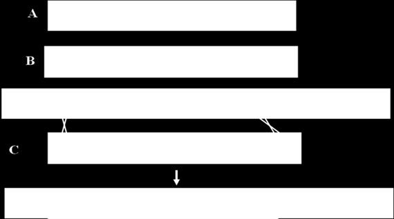 10. Heterológ expresszió III. 10.1. ábra - 10.1. ábra. Irányított integráció, funkcionalizált sejtek. 1. Hagyományos módon transzformálják a sejtvonalat az A konstrukcióval.