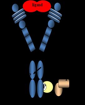 A foszforilált receptor kináz aktivitása megnő, így az intracelluláris domain további régiókban is foszforilálódik.