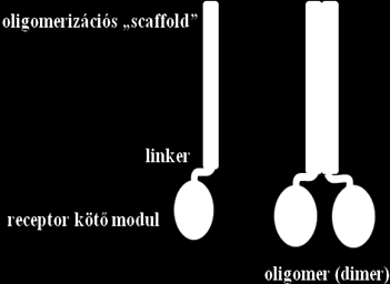 11. Protein engineering 11.2. ábra - 11.2. ábra. Egy de novo fehérjetervezés segítségével létrehozott fehérje szerkezete. 11.3. ábra - 11.3. ábra. A receptor tirozin kináz (RTK) működése.