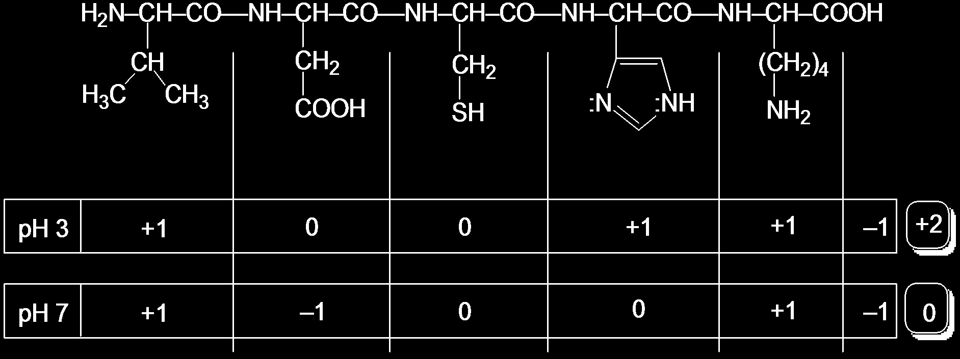 5.4) A peptidek és fehérjék töltésviszonyai: pk a3