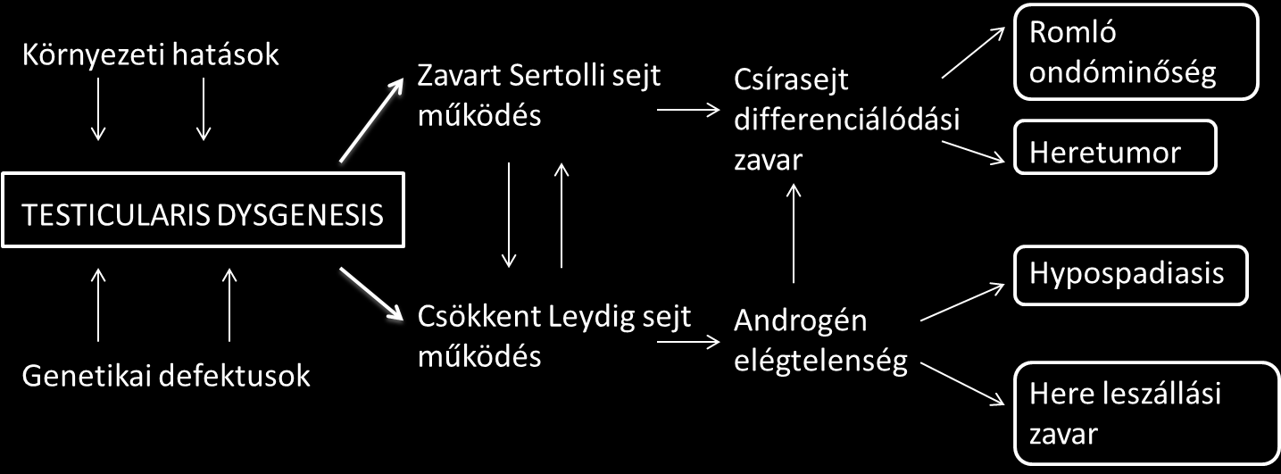 Experimentális és epidemiológiai kutatások eredményei arra mutatnak, hogy a fiúmagzatot embrionális fejlődése során érő noxa okoz a here szomatikus és germinális sejtjeiben is változást, mely a