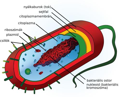 Prokarióta - Monera Archaea Transzkripció és transzláció az eukariótákhoz hasonlít Sejtmembrán: sajátos