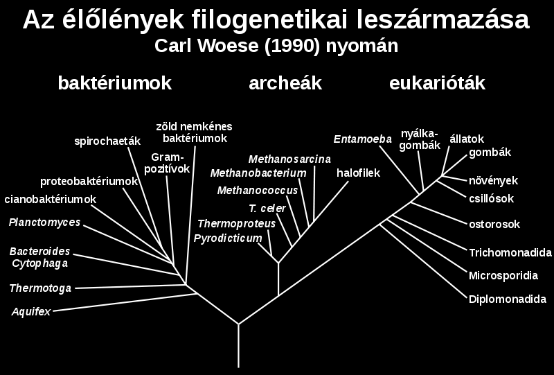 Prokarióták vagy Monerák 2 nagy csoport: Archeák, Baktériumok Egy gramm talaj kb.