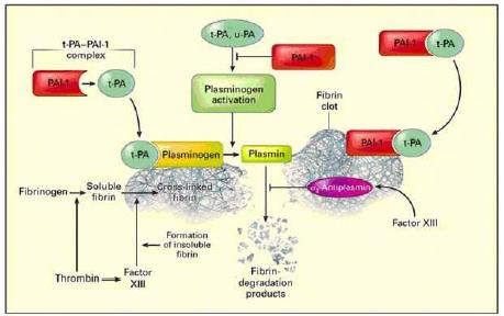 Plazminogén aktiválása: szöveti plazminogén aktivátor (tpa, 70 kda-os fehérje, a fibrin aktiválja), sztreptokináz (Streptococcus-ok termelik, 45 kda-os fehérje, aszpirin stimulálja, mellékhatások
