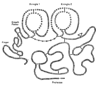 Így néz ki a tpa (5 domén): Nehéz lánc: 2db 82 AS-ból álló hurok (kringle domén), mely homológ a plazminogénnel, a protrombinnal, és az urokinázzal.