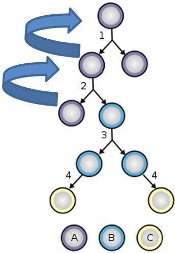 További differenciáció A lymphopoesis egyszerűsített, morfológia-alapú menete (részletesen lásd előadáson): Lymphoblast Prolymphocyta Lymphocyta A: Őssejt (önmegújuló,