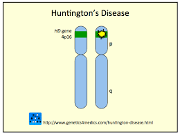 Hungtington-kór Domináns öröklődés: 4.