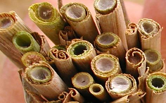 Étkezési búzák mikotoxin tartalmának meghatározása prevenciós