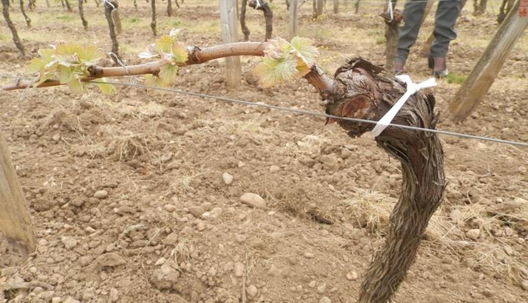 Chateau Petit-Village Bodeaux-tól 40 km-re észak-keletre: Pomerol A mészkő és kék agyag talajon (vasban gazdag) jó víztartó képesség 70% Medoc, 7% Cabernet Saugvinon, 18 % Cabernet Franc egy vesszőre