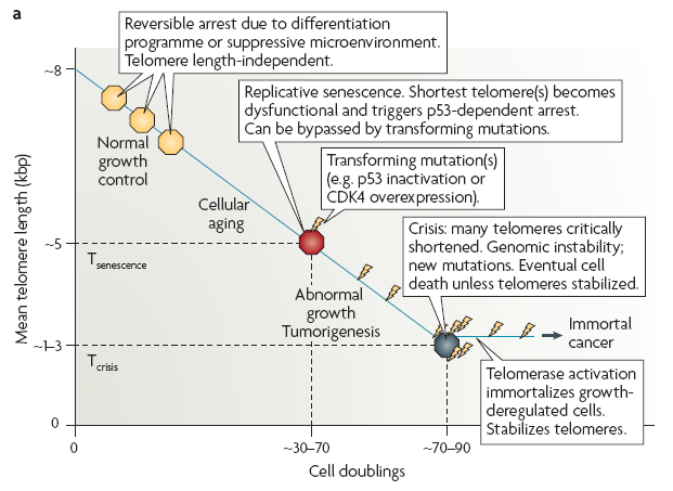 Three check points: Replicative senescence: ~5kbp