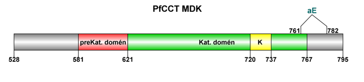 A teljes PfCCT enzim 896 aminosavból áll, és egy, a CTP:foszfokolin citidililtranszferáz enzimek között szokatlan duplikációt tartalmaz, amelynek evolúciós eredetét korábban a kutatócsoportomban is