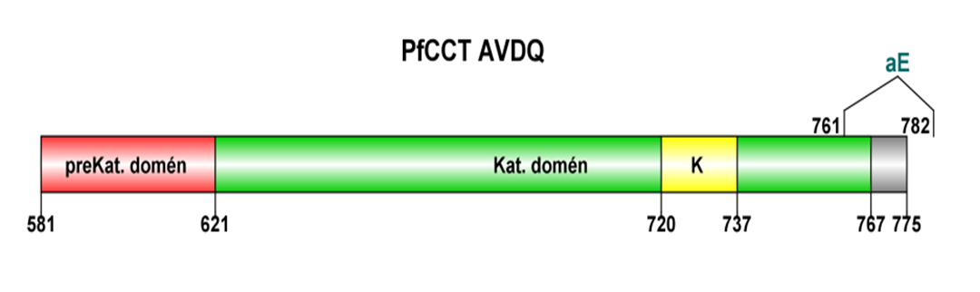 PfCCT M K PfCCT AV Q PfCCT CatH1 PfCCT CatH2 22. ábra CatH1 és CatH2 konstrukciók sematikus ábrája összehasonlítva a korábbi M K és AV Q konstrukciókkal.