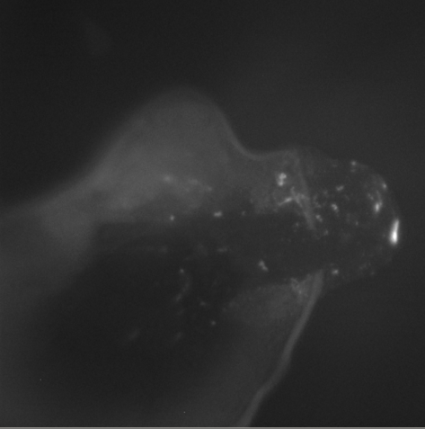 Látható fény alatt készült fotó UV fény alatt készült fotó Körülmény Morpheus A2 0.03 M CaCl2, 0.03 M MgCl2 18% etilén-glikol 18 % PEG8000 Im/Mes ph=6.