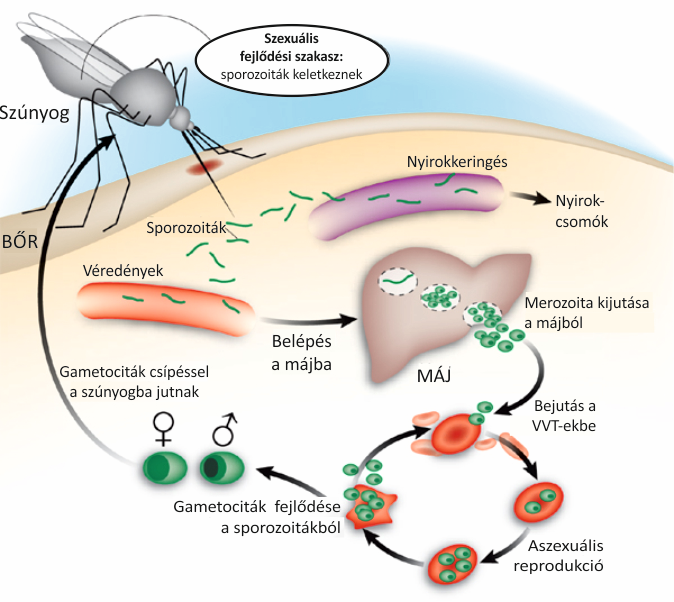 2. ábra A Plasmodium falciparum parazita életciklusa Ezután a kiszabaduló merozoita sejtek bejutnak a vörösvértestekbe, és differenciálódás útján tovább fejlődnek, majd kialakul az érett trofozita a