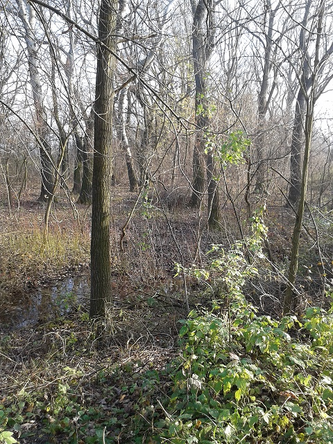 Győrzámoly településfejlesztési koncepció 54 Intézmények kertjei Az iskola udvara rendezett, viszont nagy lombú árnyékot adó fa elhelyezésére még szükség lenne.