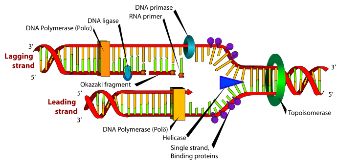 A DNS megkettőződése Szemikonzervatív replikáció Az -helix struktúra a DNS topoizomeráz és helikáz enzimek hatására megszűnik, majd a DNS polimeráz a szétcsavarodott szálak mellé kiépíti azok