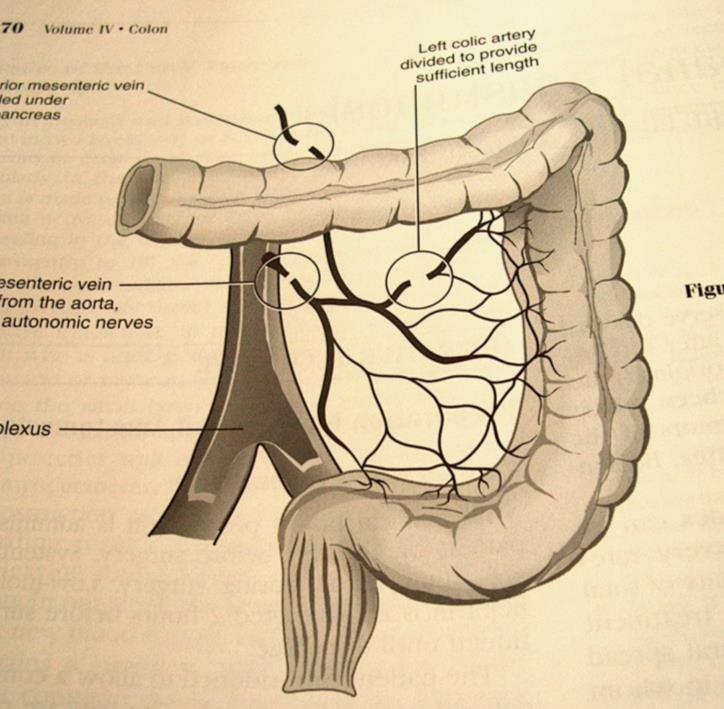 Arteria és Vena Mesenterica Inferior ellátása Magas