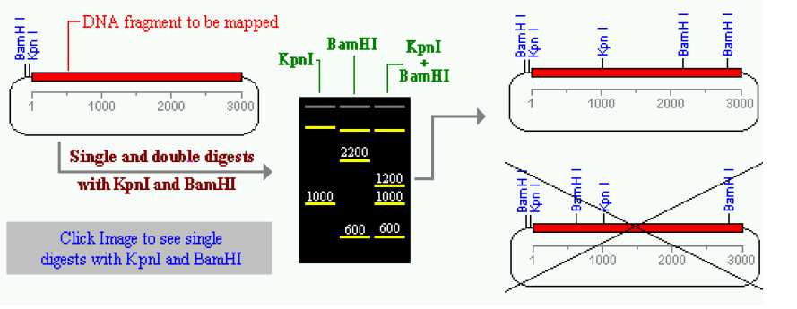 A másik fajta restrikciós térképezés esetében teljes emésztést csinálunk és nem egy enzimet használunk, hanem kettőt. Arra vagyok kíváncsi, hogy a DNS-emen belül hol vannak az enzimes hasítóhelyek.