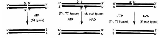 Az SNP (Single Nucleotide Polymorphism), ez azt jelenti, hogy két DNS szakasz csak egy nukleotidban tér el egymástól.