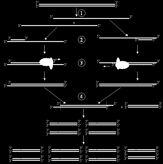 PCR PCR: Polimeráz láncreakció, 1983-ban találta fel Kary Mullis amerikai biokémikus, 1993- ban kapott érte Nobel-díjat.