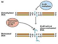 15. fejezet - Metilázok A baktériumok, hogy ne vágják meg magukat a restrikciós endonukleázokkal, metilázokkal metilcsoportokat építenek be saját DNS-ükbe, mégpedig úgy, hogy a megfelelő restrikciós