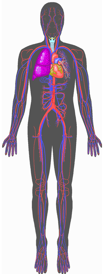 Pharmacokinetics and Metabolism Study of the fate of the drugs Absorption, Distribution, Metabolism and Excretion ABSORPTION: reaching the circulation after oral, transdermal, intramuscular, rectal,