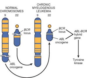 VÁLTOZÁSOK a NEM-RECEPTOR TIROZIN KINÁZOKBAN CML-ben és ALL-ben c-abl tirozin kináz ABL gén transzlokálódik a BCR gén