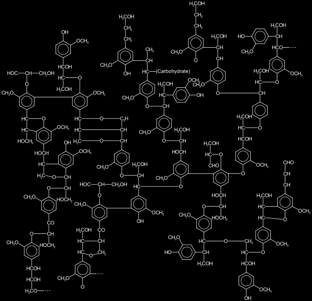 Lignin A növényi sejtfal másik fontos alkotója a lignin, (neve a latin lignum-ból származik, ami fát jelent).