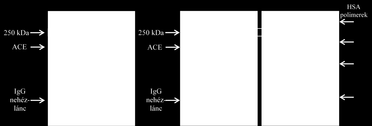 Az endogén ACE-gátló azonosítása és hatásai a szérum ACE-ra Az ACE és a feltételezett endogén inhibitor közötti kapcsolatot keresztkötő ágensek segítségével amino- és karboxil-csoportok között