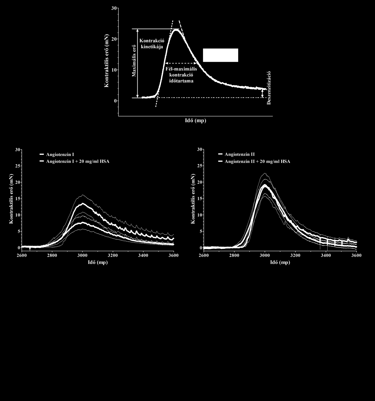 Az angiotenzin peptidek által kiváltott vaszkuláris válaszok átmenetiek voltak, 10-15 perccel a peptidek hozzáadása után eltűntek, annak ellenére, hogy a peptidek folyamatosan jelen voltak (20.