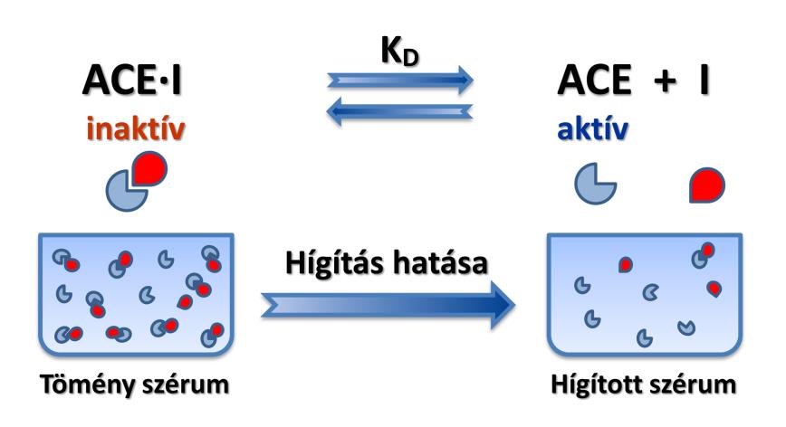 A szérum hígítása, mint az ACE-gátló terápia megítélésére alkalmas technika A szérumminta hígításával az endogén ACE-gátló HSA molekulák leválnak az ACE-ról, így az újra aktív lesz.