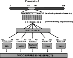 A caveolin scaffolding doménje A caveolin-1-hez (vázizomban a caveolin-3-hoz) néhány molekula olyan szorosan kötődik, hogy a caveolin-specifikus antitesttel képződő immunprecipitátumban is kötődve